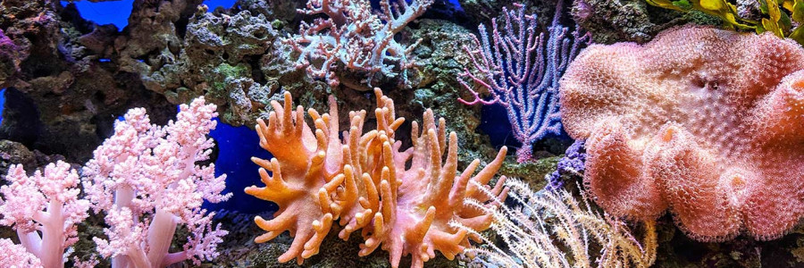 Corales jóvenes: indicadores del futuro de la biodiversidad marina