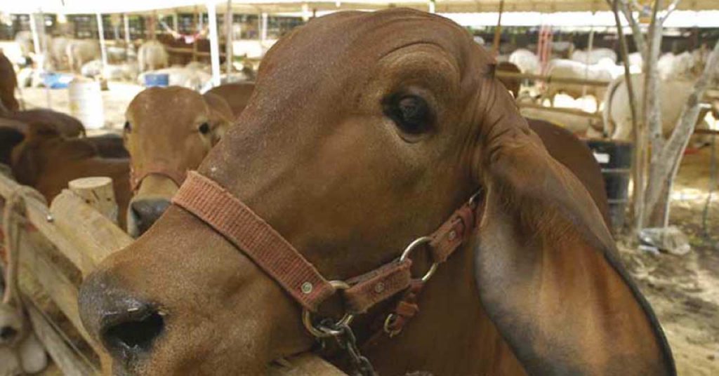 Historia de la carne vacuna en Colombia