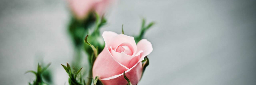 Baño de rosas para los dolores en la industria floricultora