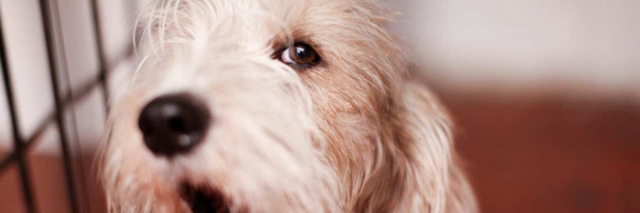 A mejores diagnósticos veterinarios,  mascotas más saludables