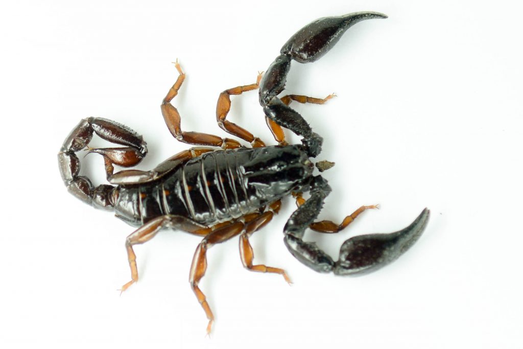 Los 14 especímenes del escorpion chactas sp fueron recolectados en el Valle del Cauca.