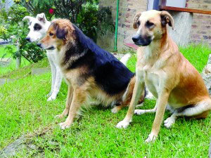 “El gusto por leer y escribir, intercalado con paseos diarios que hacemos con mi pareja y los tres perritos, Conde (el negro), Timba (la blanca) y Lulú (la amarilla), es un hermoso goce en este terruño que llamamos Kuychi (arco iris en quechua)”.