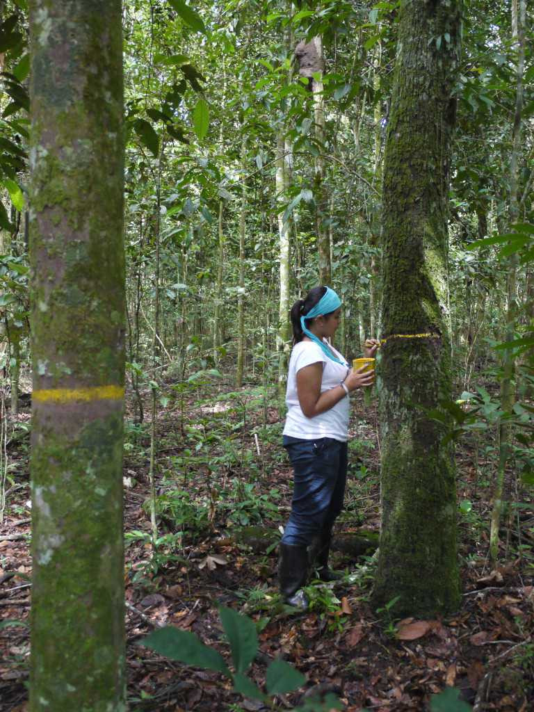 Estudiantes de la Universidad de los Andes durante su trabajo de campo del proyecto de acumulación de carbono, en los bosques de la Orinoquía.