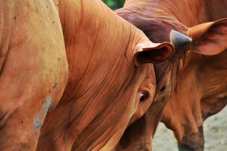 El ganado, un elemento fundamental que une la cultura sabanera del Llano con la de la Costa Caribe.