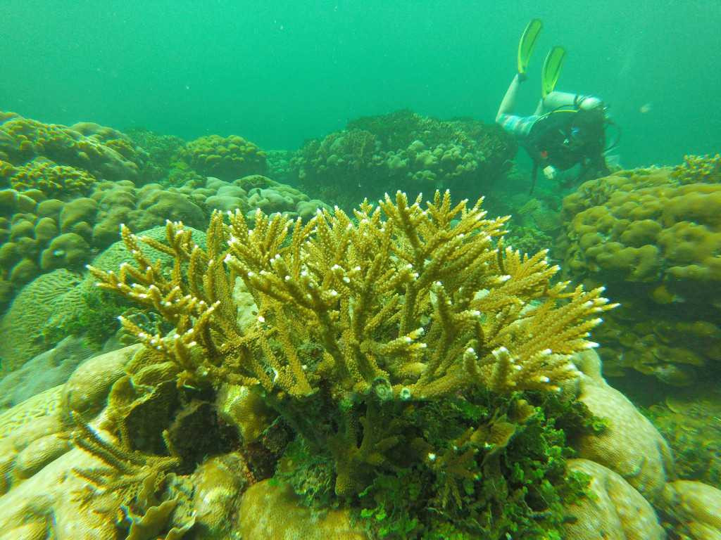 Los corales profundos de Barú, imagen tomada durante la etapa de investigación sumarina.
