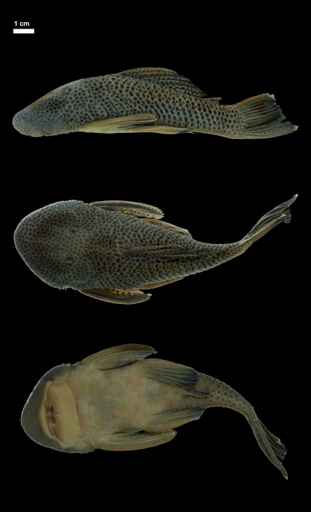 Chiri Chaetostoma-joropo-Holotipo