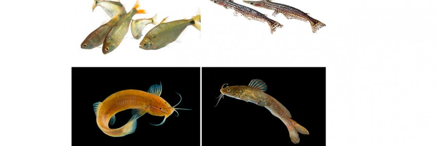 Los peces de agua dulce en Colombia vistos con otros ojos