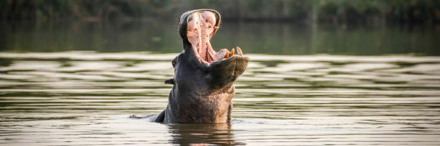 Hipopótamos en Colombia: un problema de enormes dimensiones