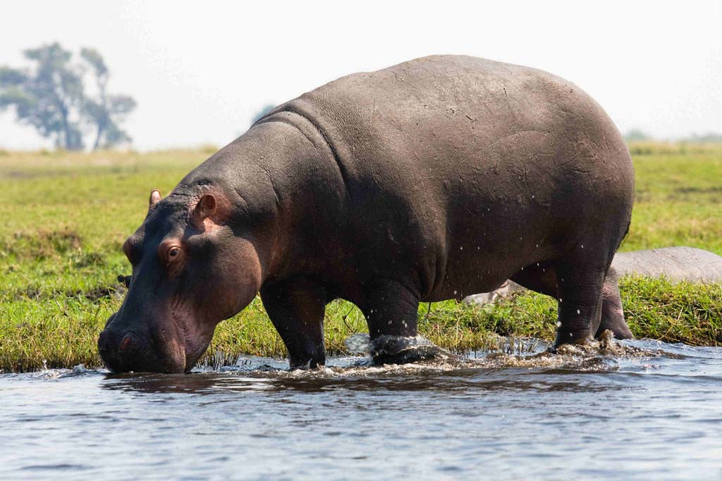 hipopotamos-en-colombia2
