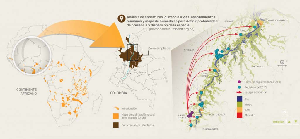 hipopotamos-en-colombia3