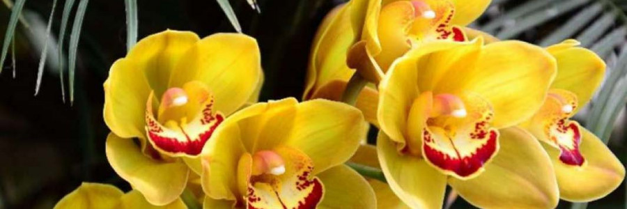 La verdadera identidad de una orquídea bicentenaria