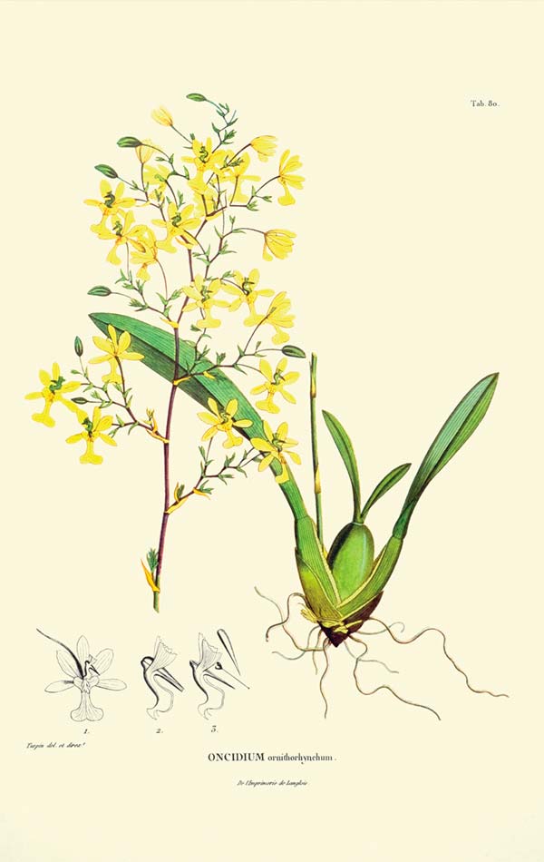 orquidea-bicentenaria2