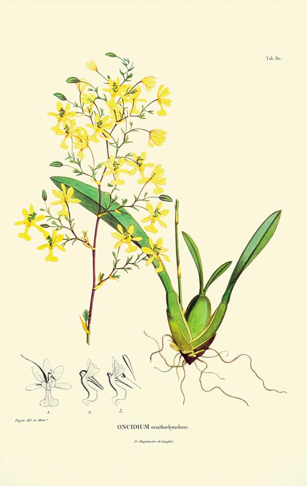 orquidea-bicentenaria2