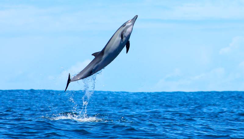 delfin-antartida