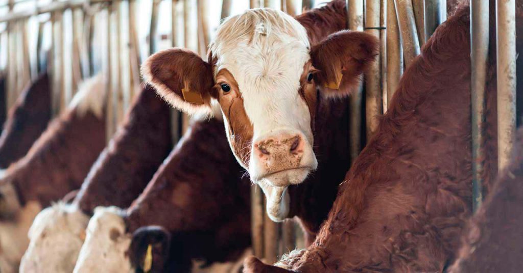 Historia de la carne vacuna en Colombia