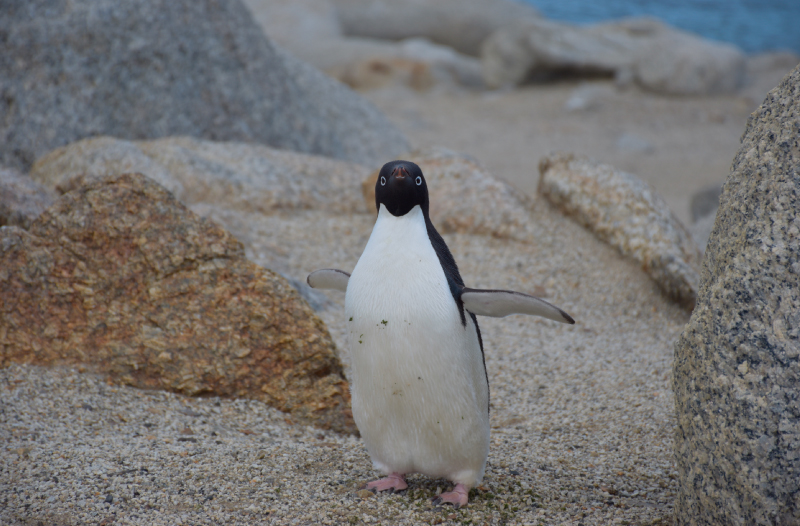 Pinguüino Adele