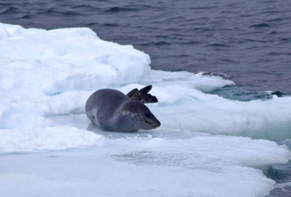 foca-antartida