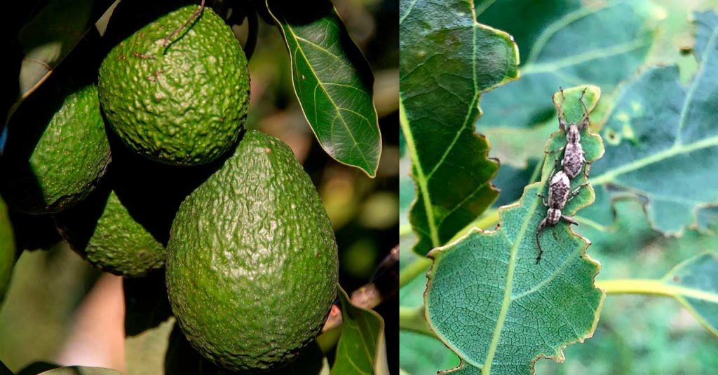 Aguacate hass en Colombia