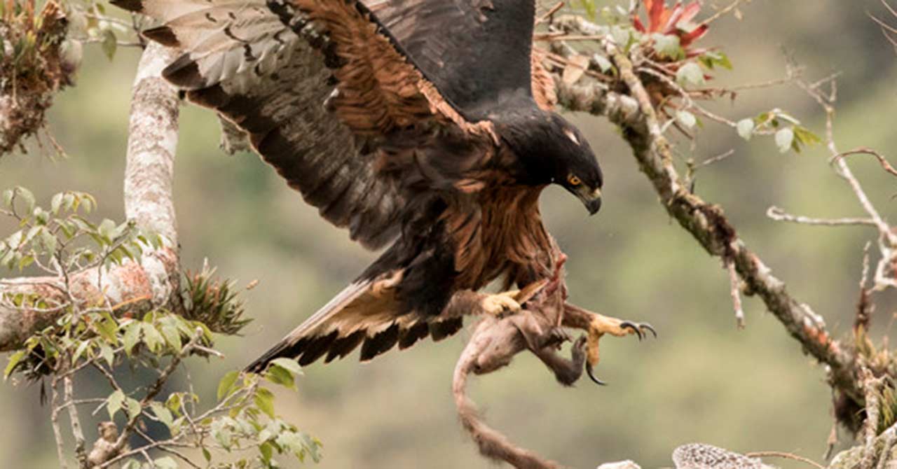 Águila crestada: un depredador en peligro de extinción | Revista Pesquisa  Javeriana