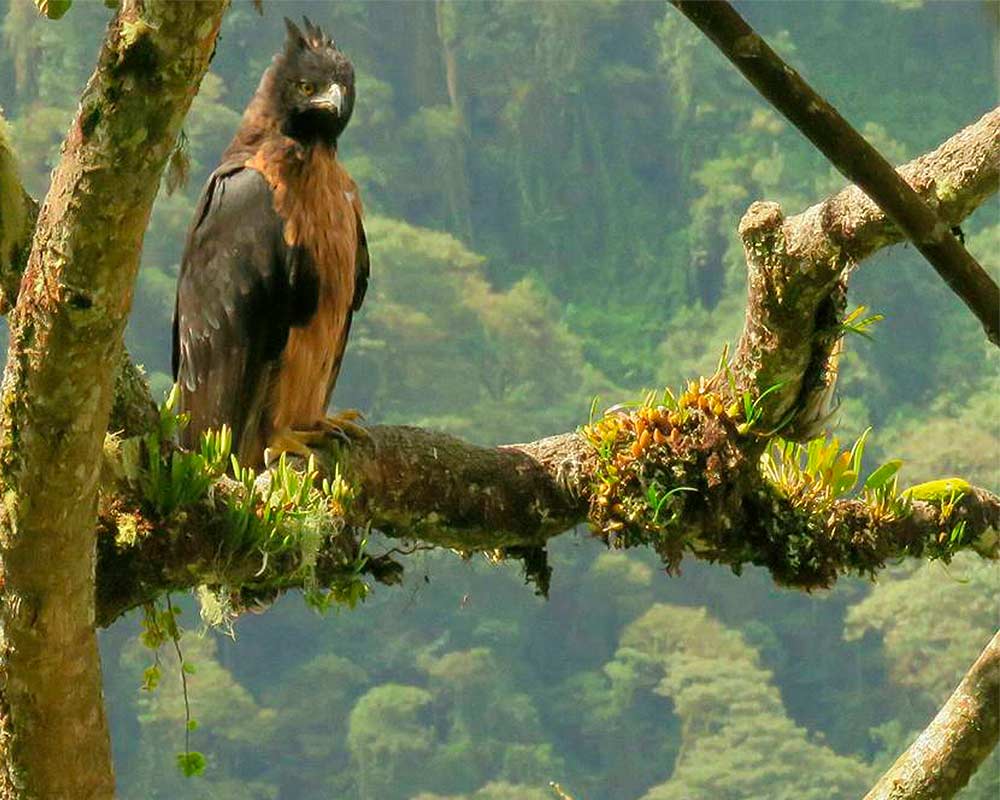 Águila crestada observando. Paisaje colombiano