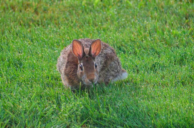 Conejo cola de algodón (Sylvilagus floridanus) entre pastizales.