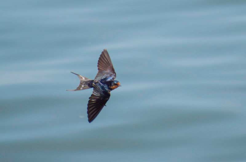 Golondrina tijereta (Hirundo rustica), sobrevolando el lago Erie.