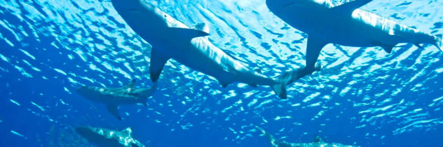 Metales y sobrepesca, la carga pesada de los tiburones