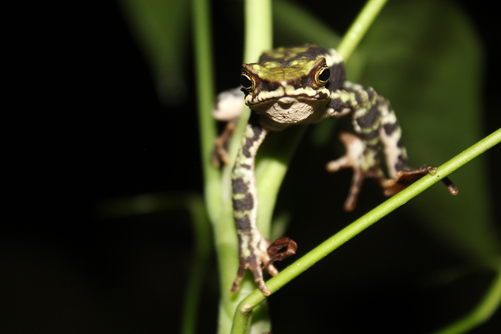 Atelopus laetissimus