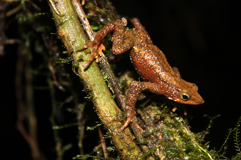 Atelopus laetissimus