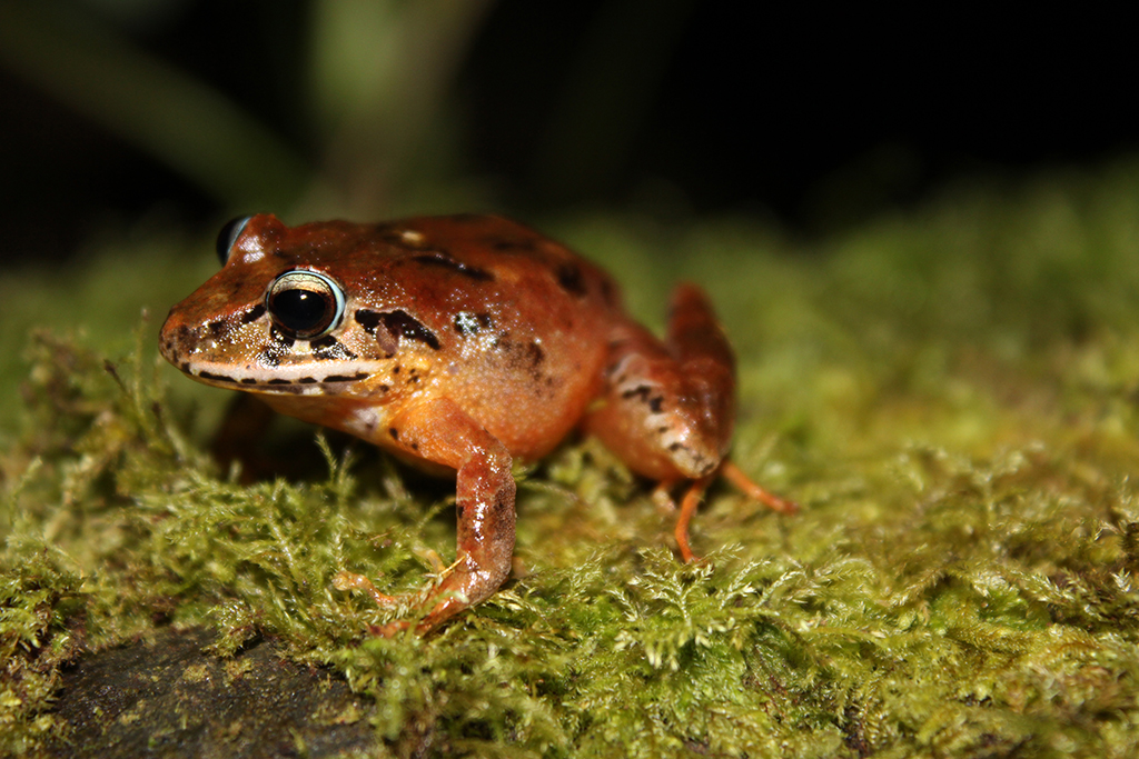 Pristimanti megalops
