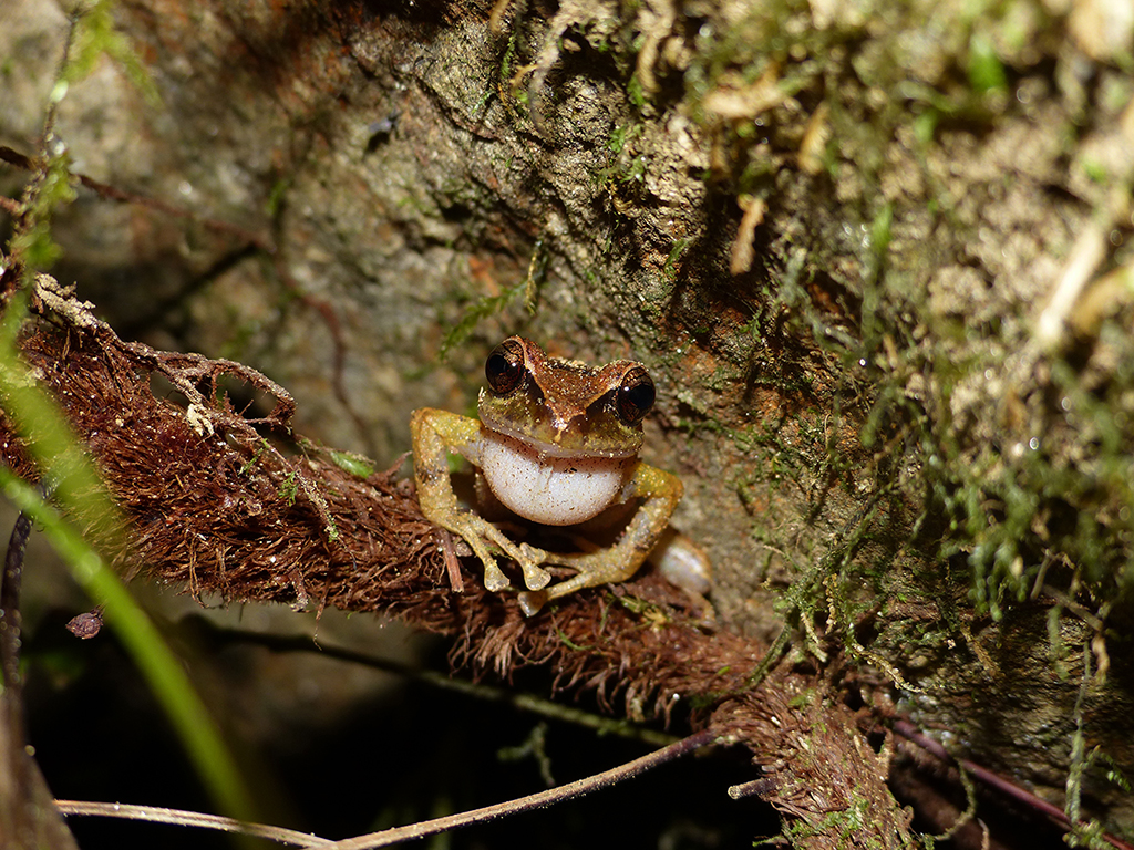 Pristimantis Sanctaemartae