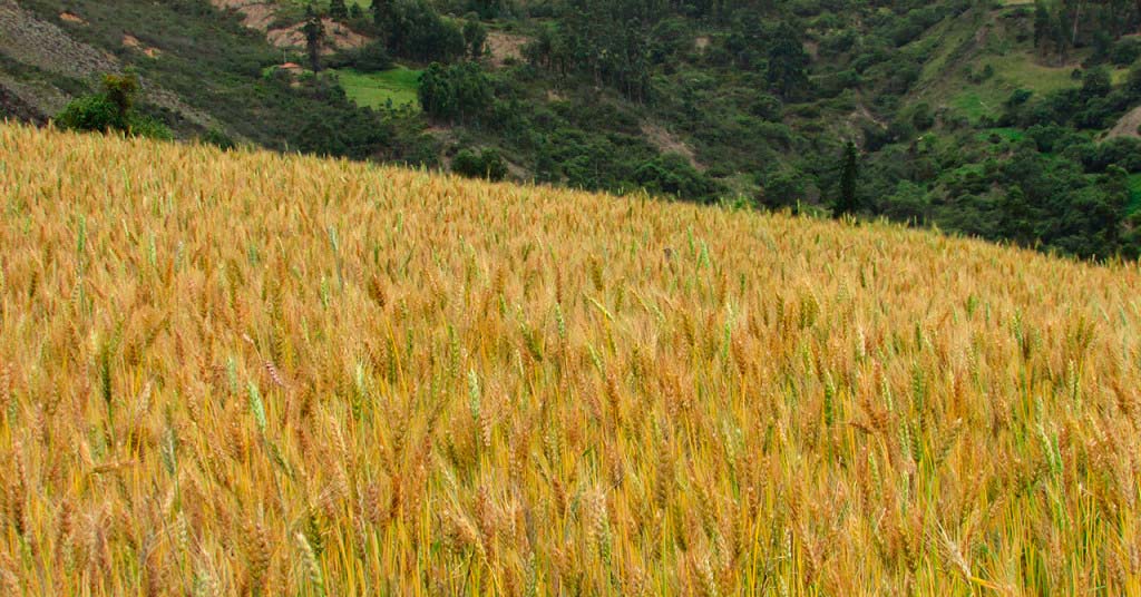 Campos de trigo en Boyacá