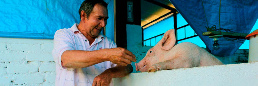 Así previenen las enfermedades generadas por los cerdos en Restrepo, Valle