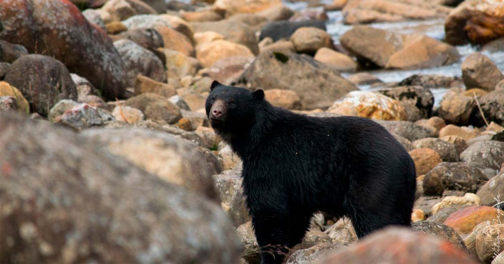 Genética el oso andino de anteojos