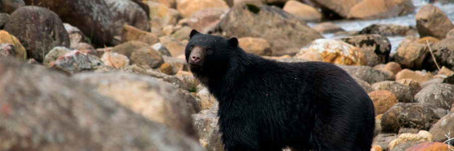 Mirada genética al oso andino en Colombia