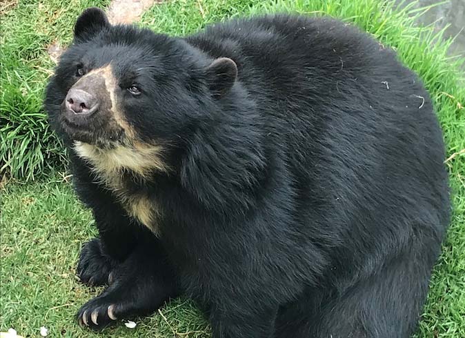 Oso andino Colombia