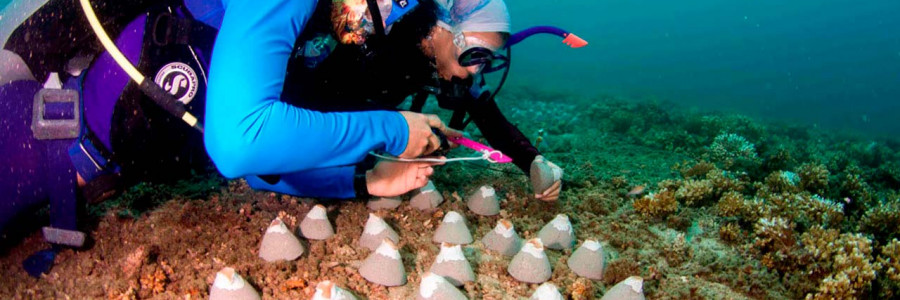 ¡Que los corales del Pacífico sigan gozando de buena salud!