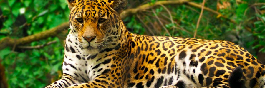 El jaguar en Colombia: ¿por qué ataca y cómo solucionarlo?