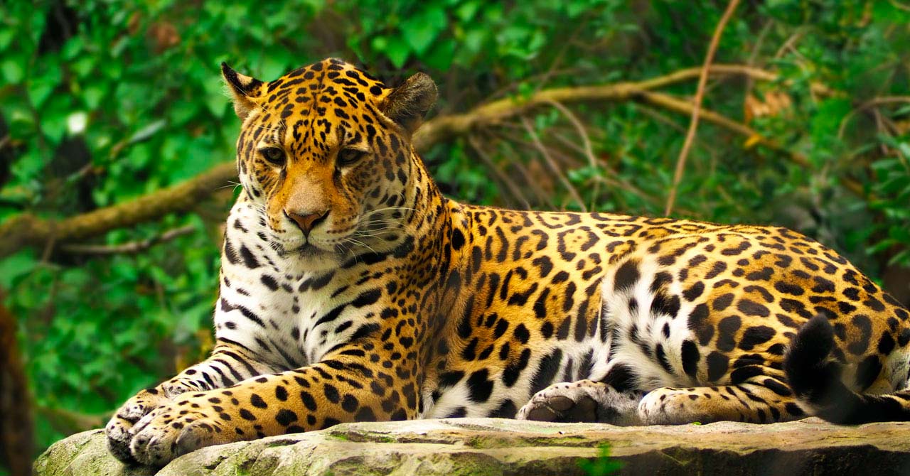 El jaguar en Colombia