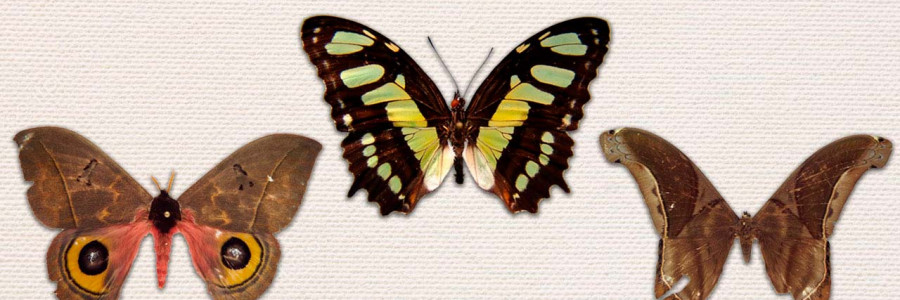 Mariposas y polillas: de plagas a organismos modelo en teorías biológicas
