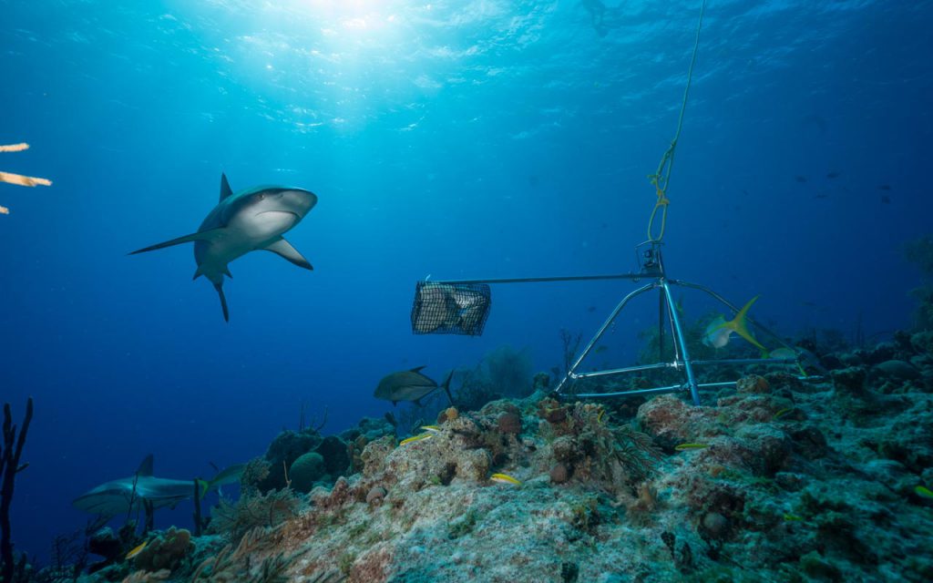 Tiburones en colombia