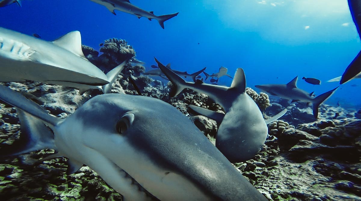 Tiburones de arrecife en el mundo