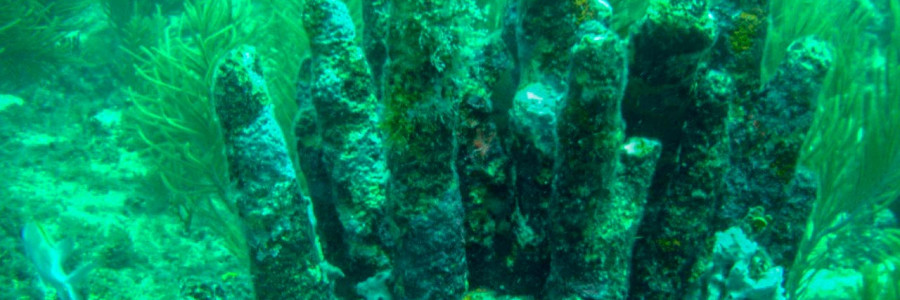 ¿Los corales del Caribe colombiano están siendo amenazados por el turismo?