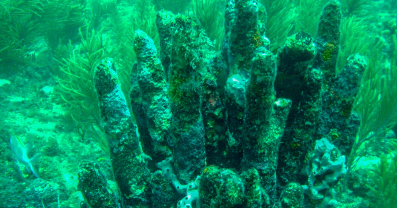 el-turismo-pone-en-jaque-a-los-corales