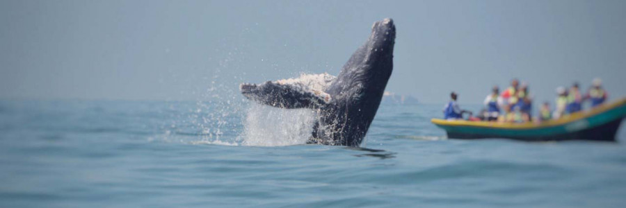 Avistamiento de ballenas: una mirada a la actividad en el Pacífico colombiano