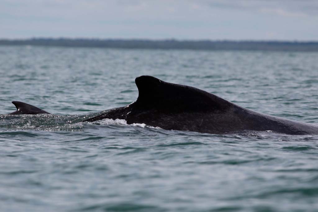 ballenas-en-colombia