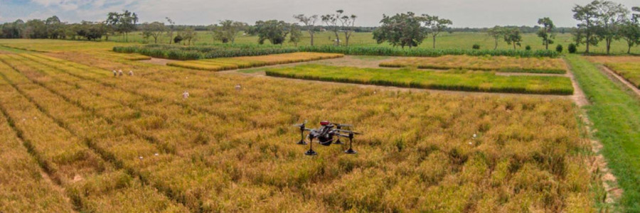 Controlar los cultivos de arroz y su productividad, mejor desde el aire