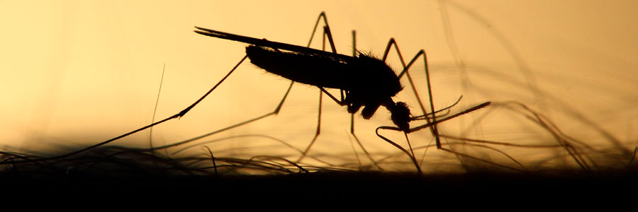 ¿Cómo está Colombia en vigilancia de dengue, zika y chikunguña?