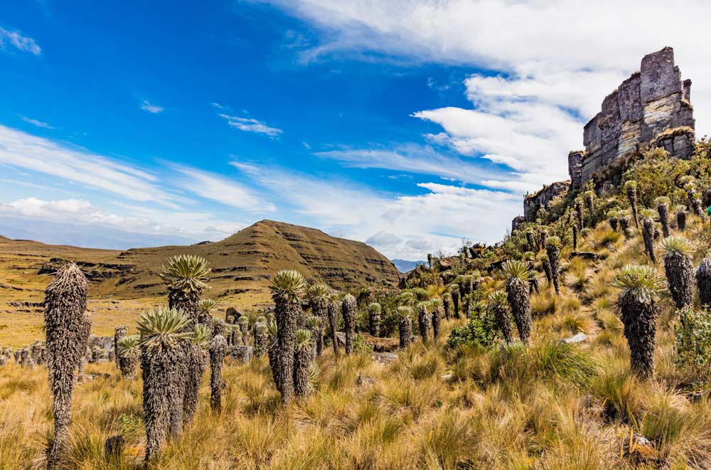 El frailejón Ernesto Pérez habita en los páramos de Colombia