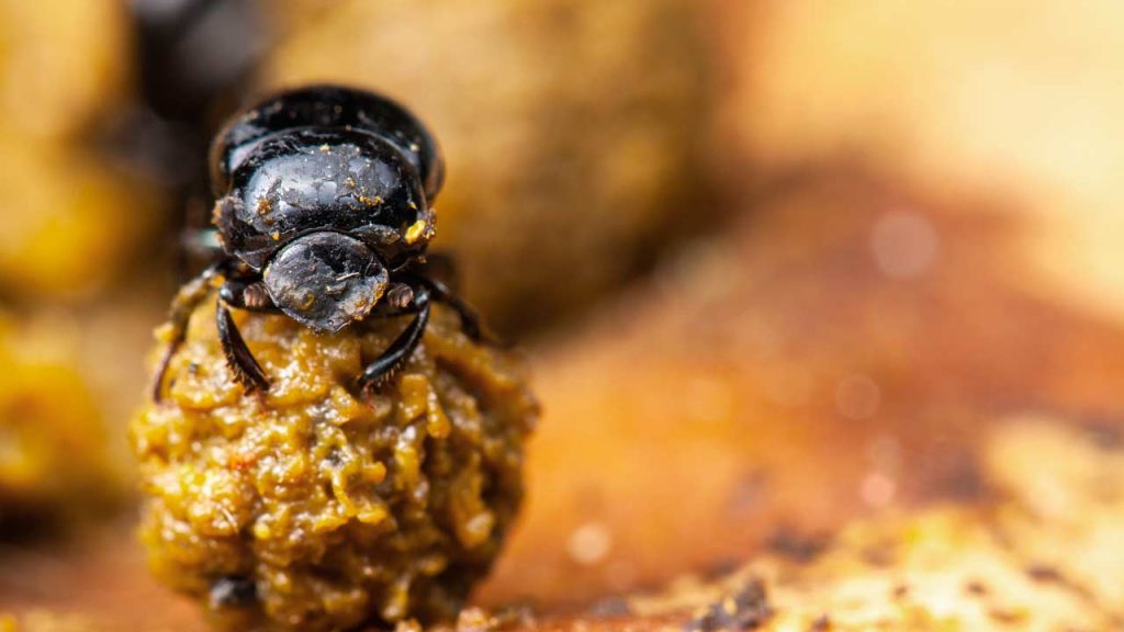 Escarabajo pelotero transportando estiércol